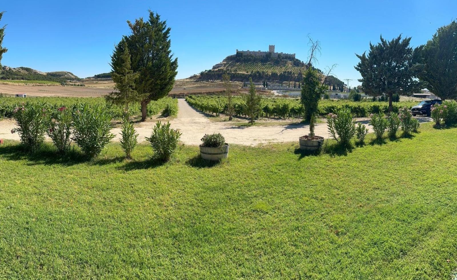 Finca Entrevinedos De Bodegas Marcos Peñafiel Eksteriør billede